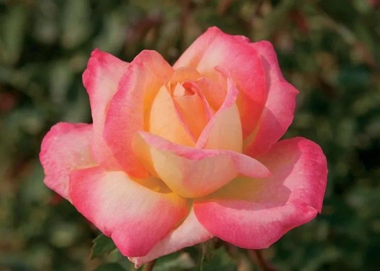 Love and Peace Hybrid Tea Rose