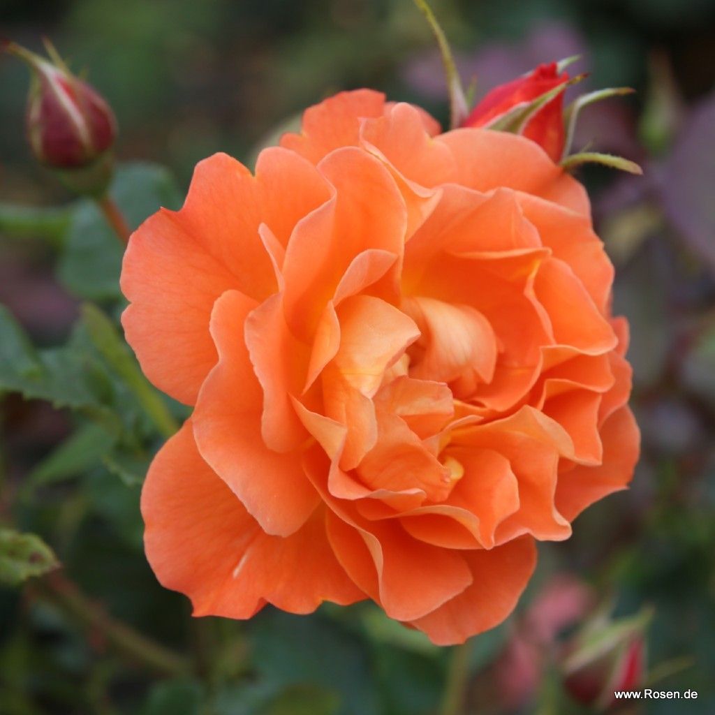 Westerland Climber Rose