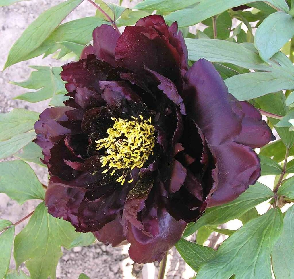 Peony Tree No 1 Dark Purple