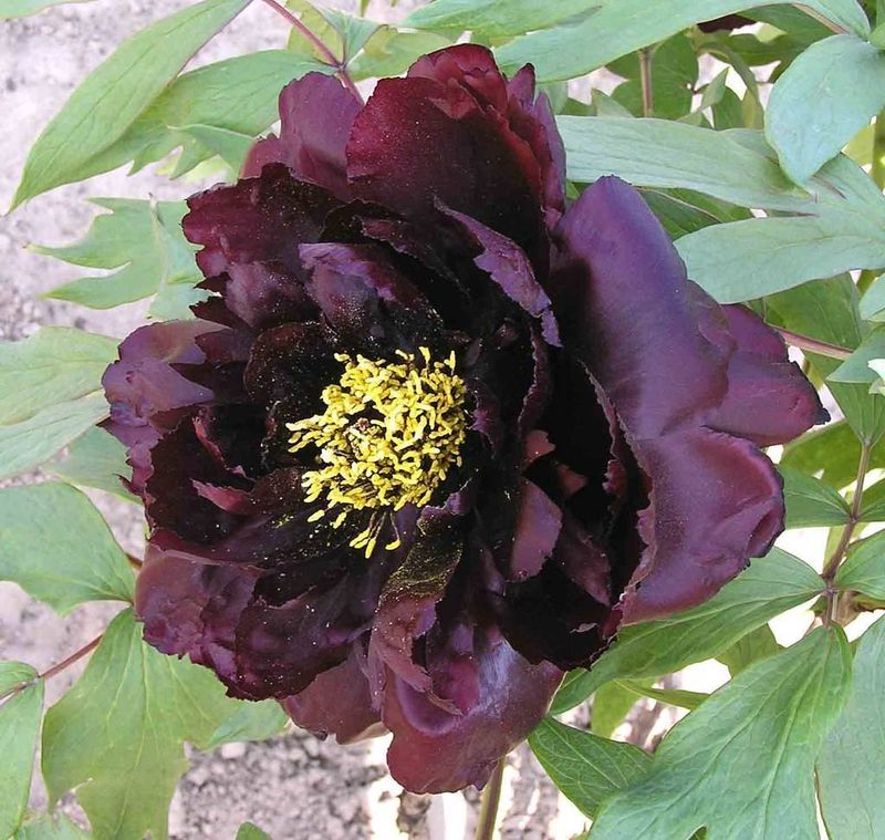 Peony Tree No 1 Dark Purple