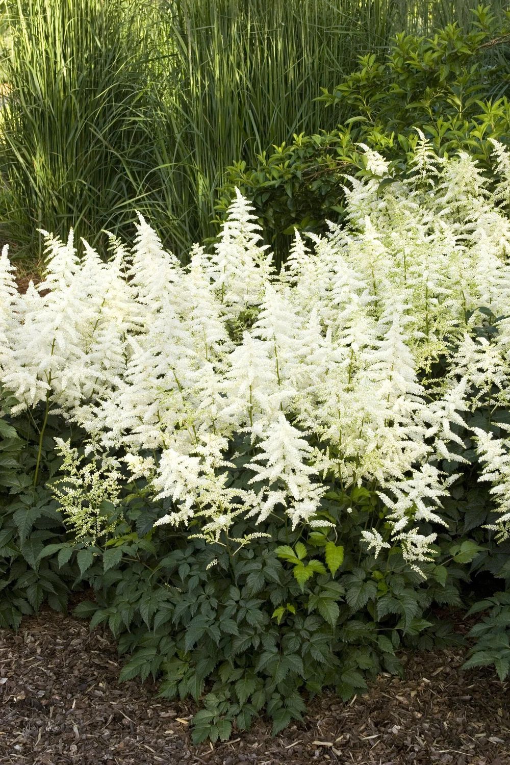 Astilbe ‘Bridal Veil’ White