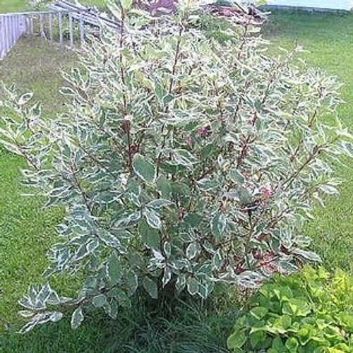 Cornus alba ‘Elegantissima’ (Sliver leaf Dogwood)