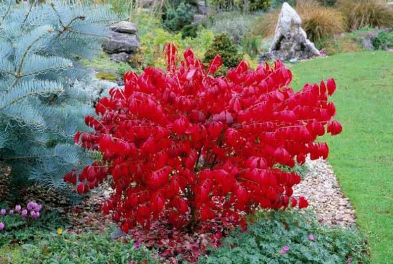 Euonymus alatus compactus