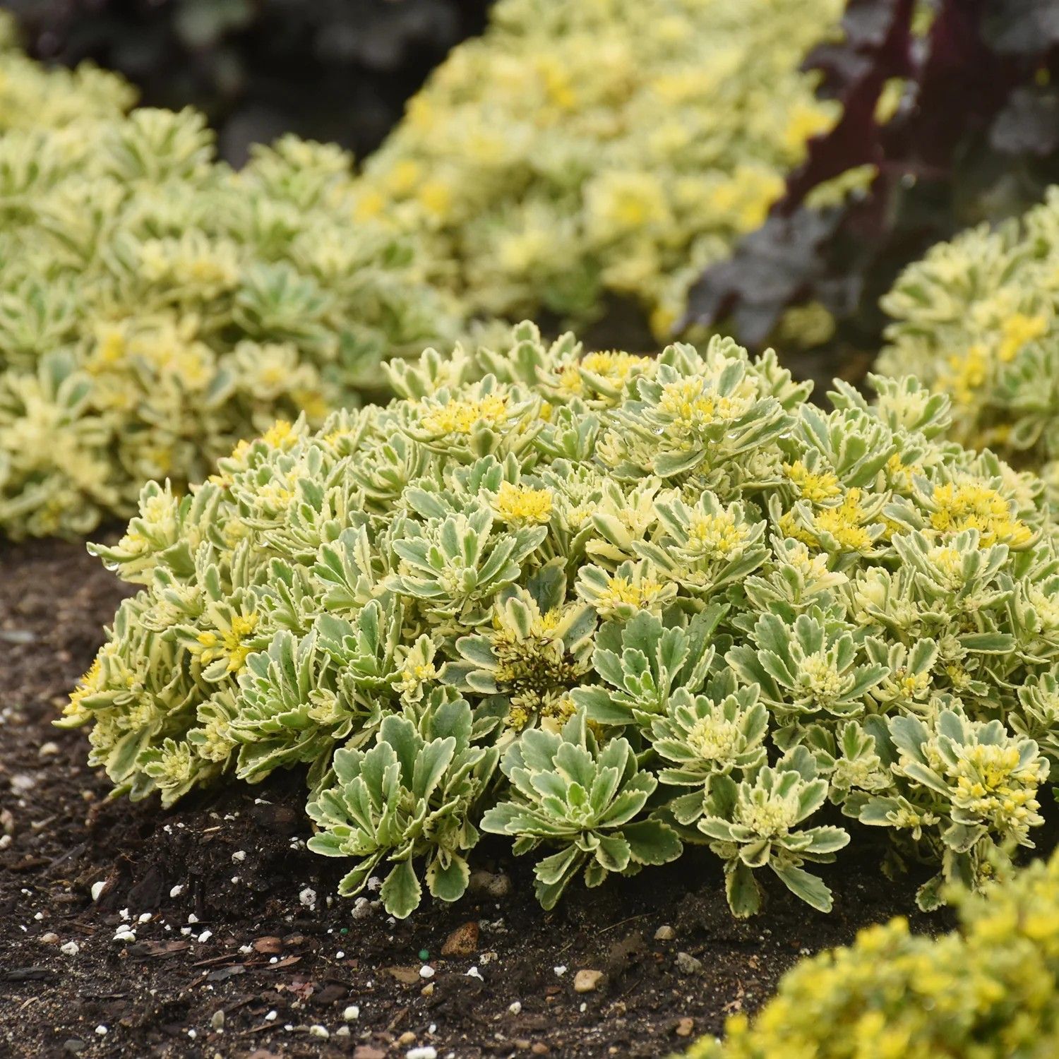 Sedum ‘Boogie Woogie’ var. leaf, yellow flower