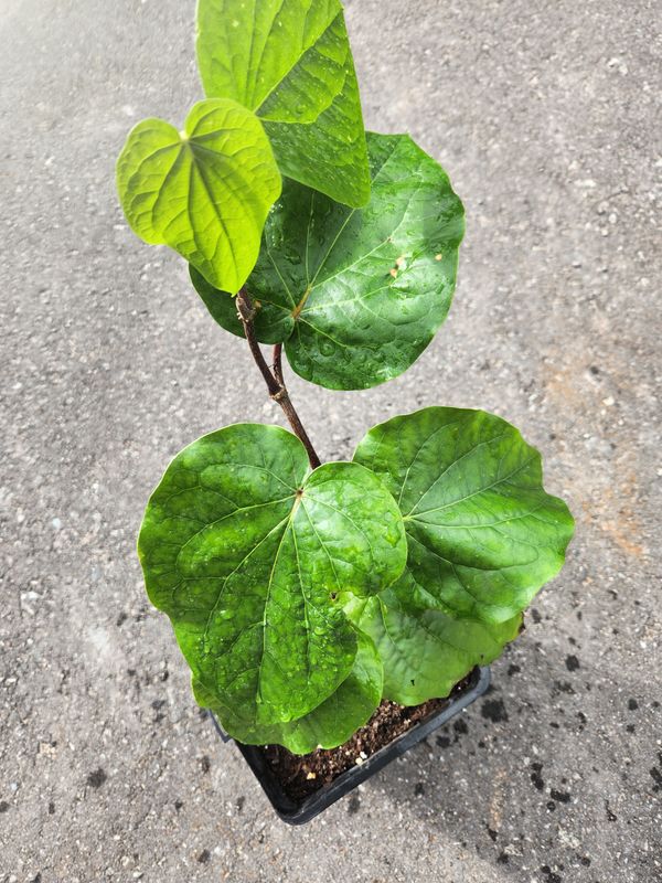 Betel Leaf Plant (Piper betel)