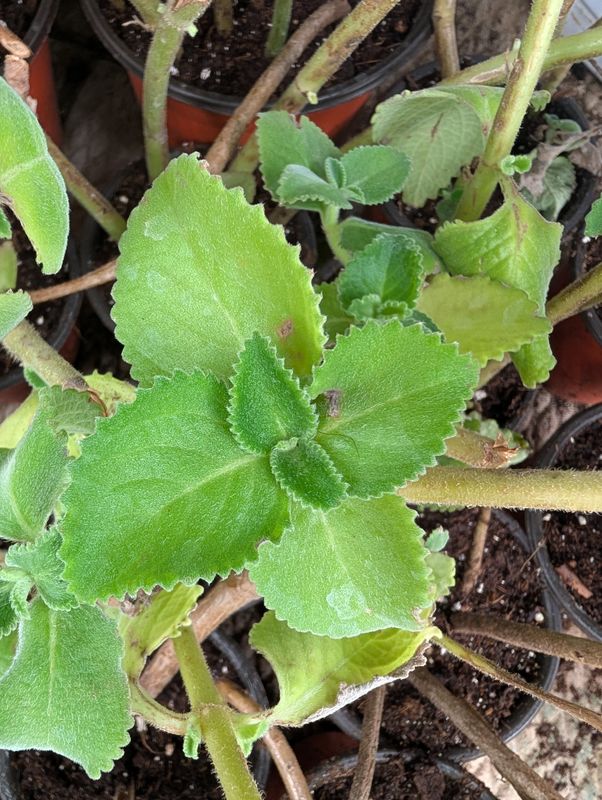 Spanish Oregano, Mexican Min, Indian Borage, Cuban Oregano