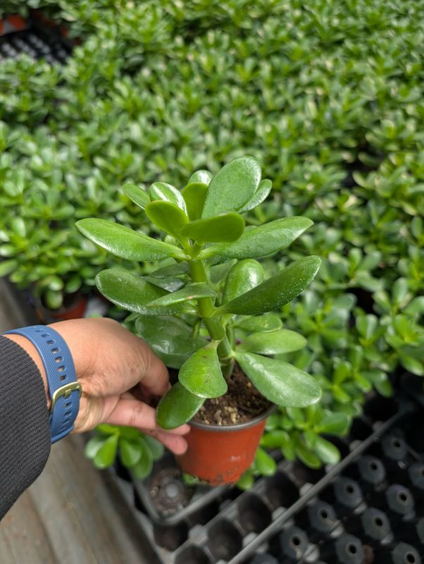 Jade Bush