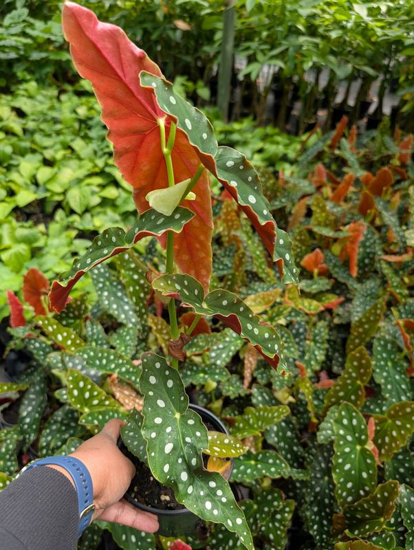 Begonia maculata