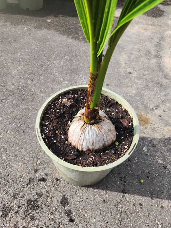 Coconut