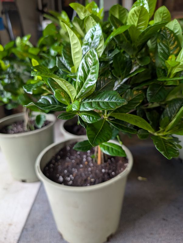 Gardenia Topiary White Jasmine