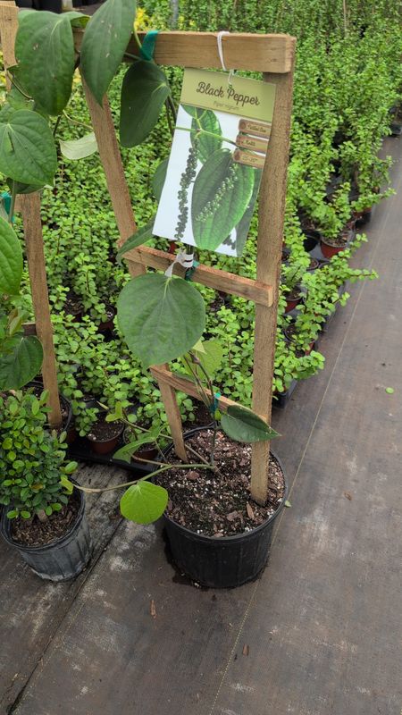 Black Pepper Trellis 10&#39;&#39;