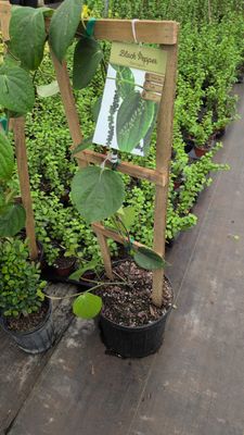 Black Pepper Trellis 10&#39;&#39;