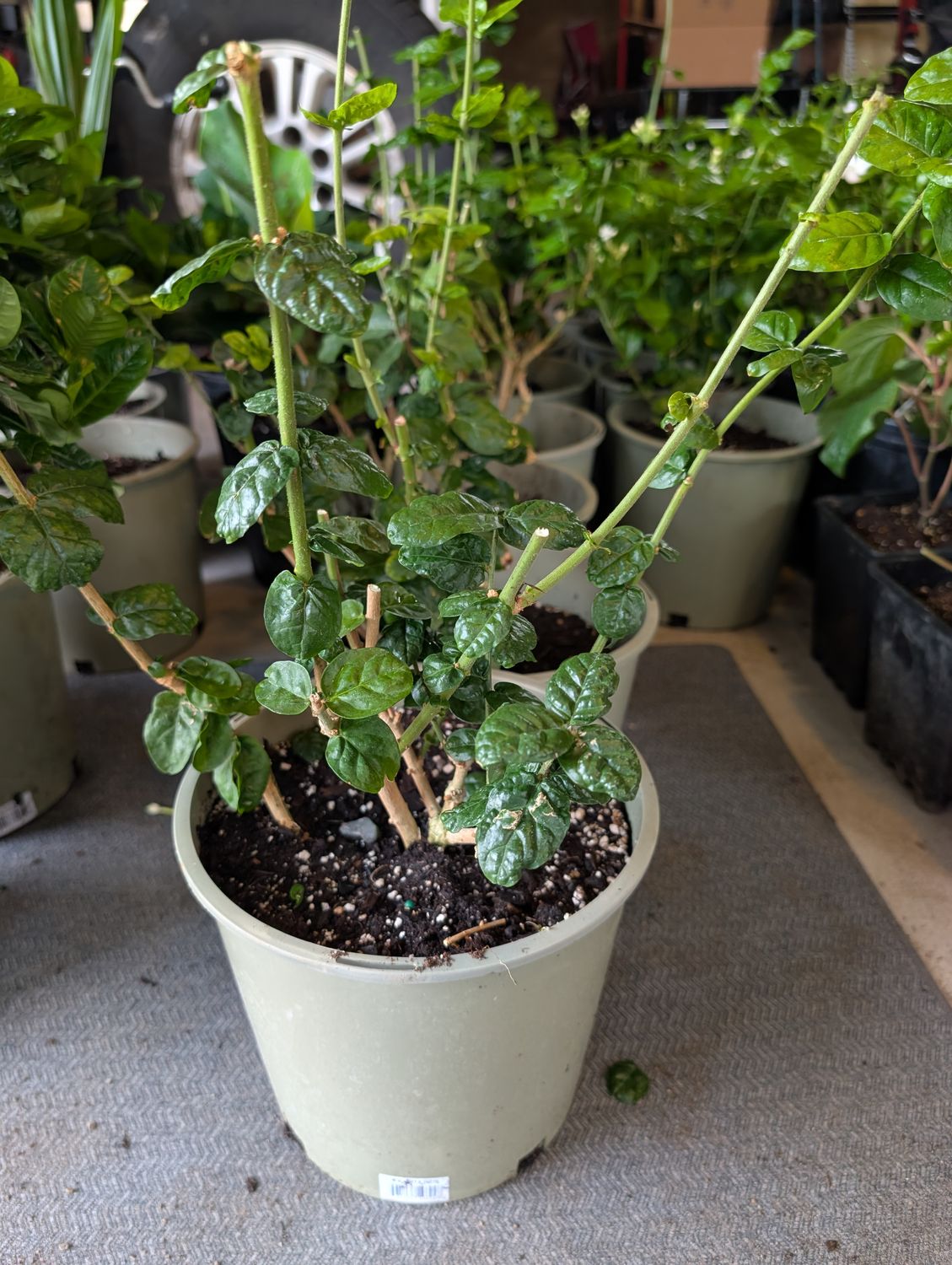 Grand Duke of Tuscany Jasmine