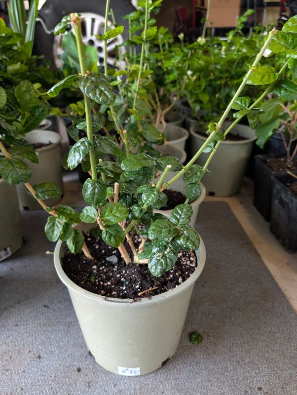 Grand Duke of Tuscany Jasmine