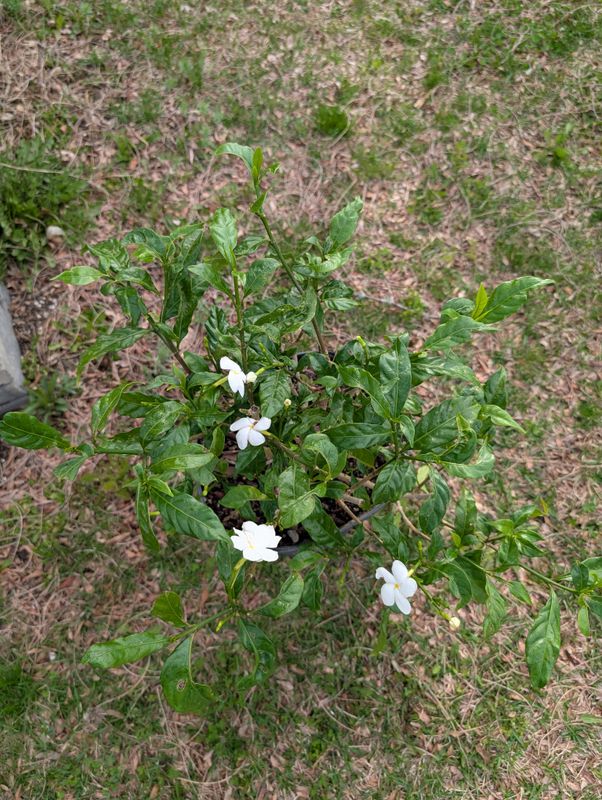 White Periwinkle Flower