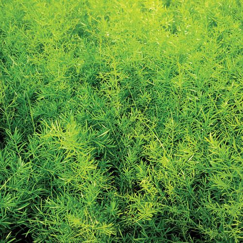 Asparagus