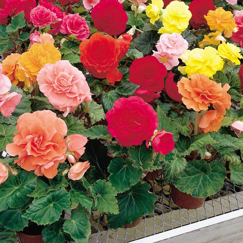 Begonia