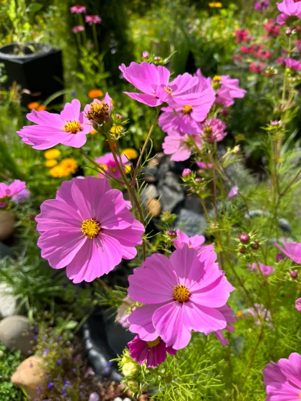 Cosmos