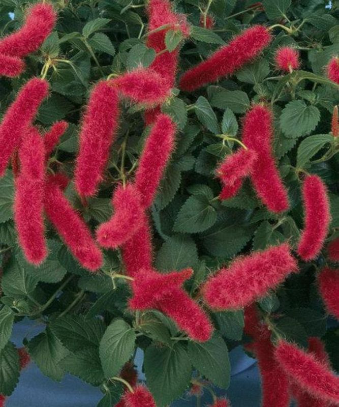 Acalypha