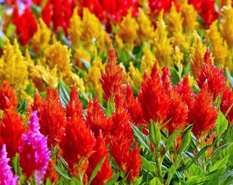 Celosia