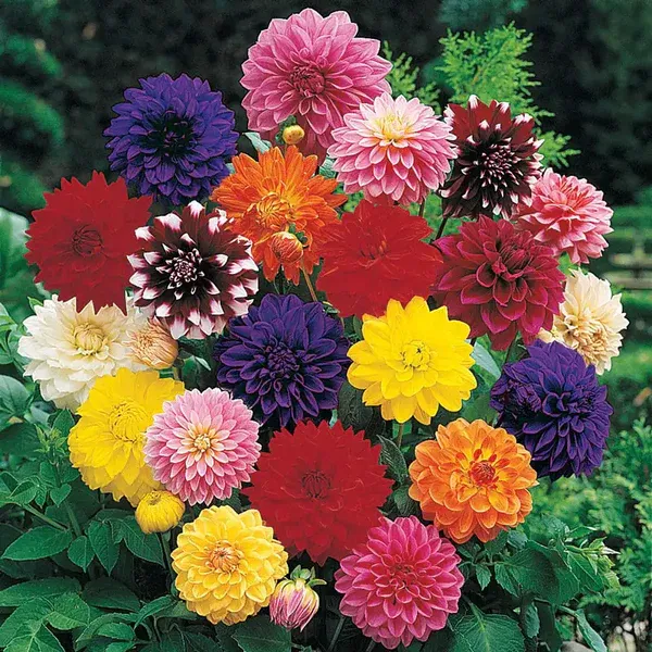 Dahlia