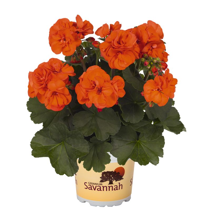Geraniums