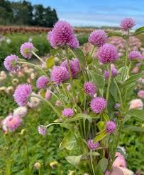 Gomphrena