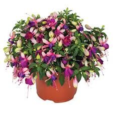 4&#39;’ Fuchsia Ballerina Colors as available