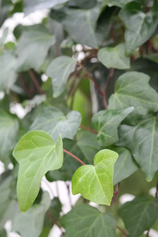 Ivy