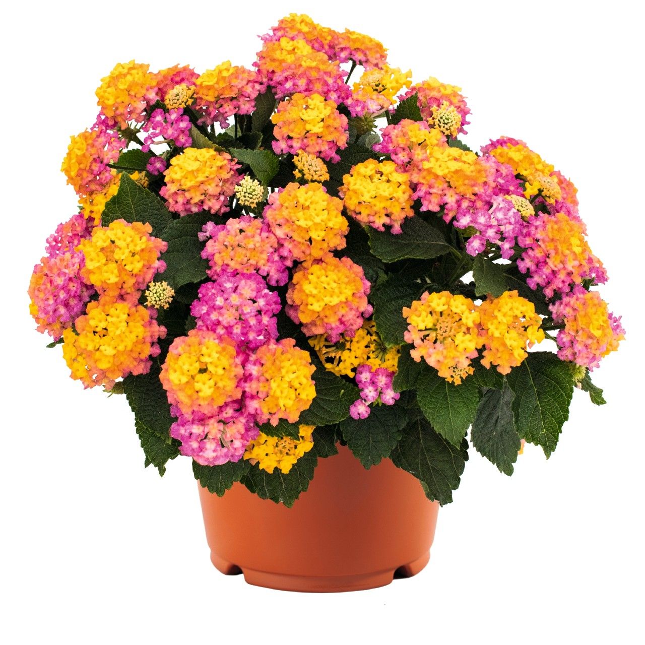 ​4&#39;’ Lantana Havanna Colors as available