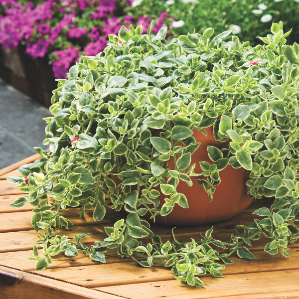 Mezoo Variegated