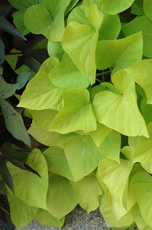 ​4&#39;’ Potato Vine Marguerite