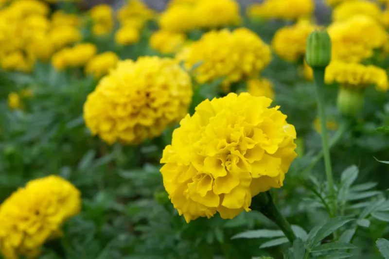 Marigold Bonanza Yellow