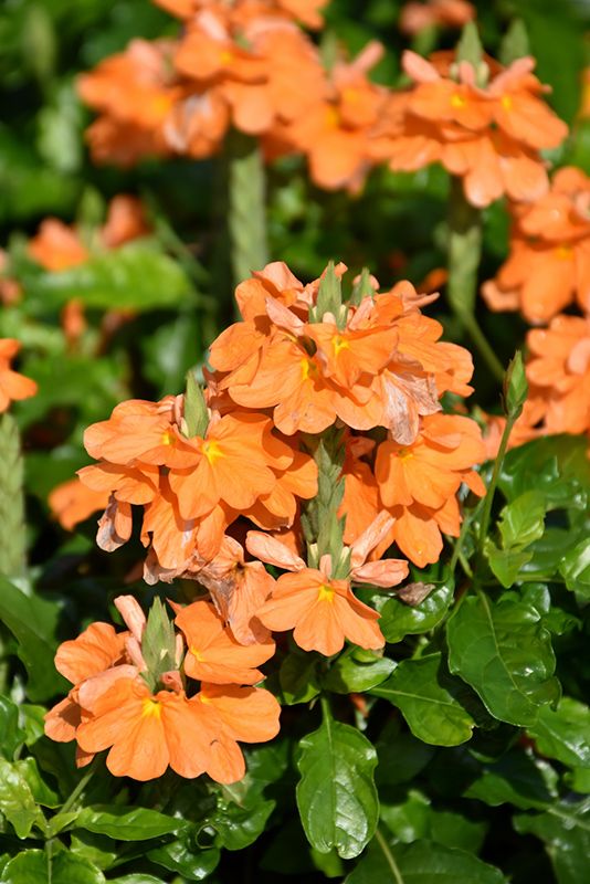 Crossandra Firecracker / Orange Marmalade