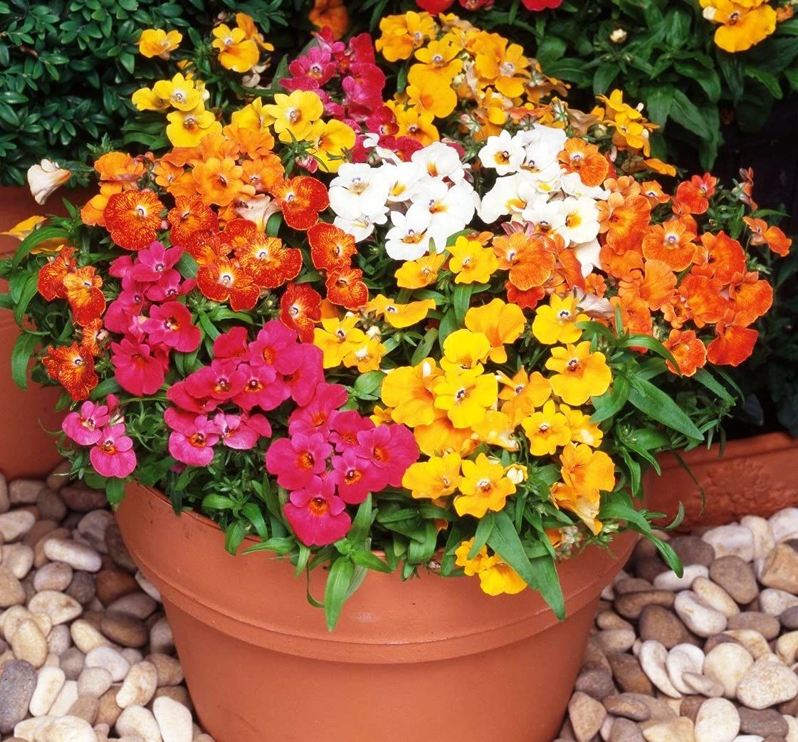 Nemesia