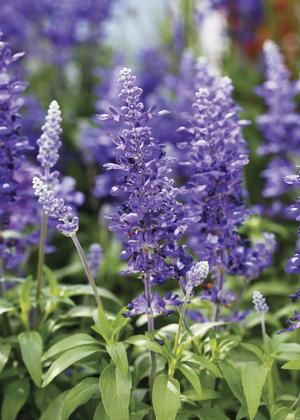 Salvia