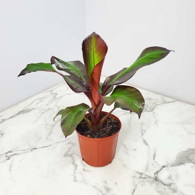 ​1.5G Banana Plant Maurelli