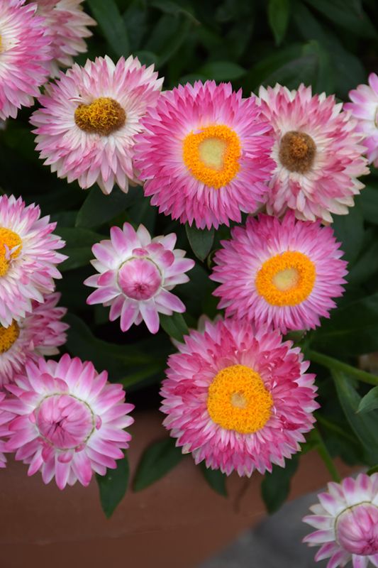 Strawflower