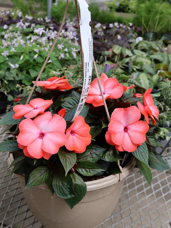 New Guinea Impatiens