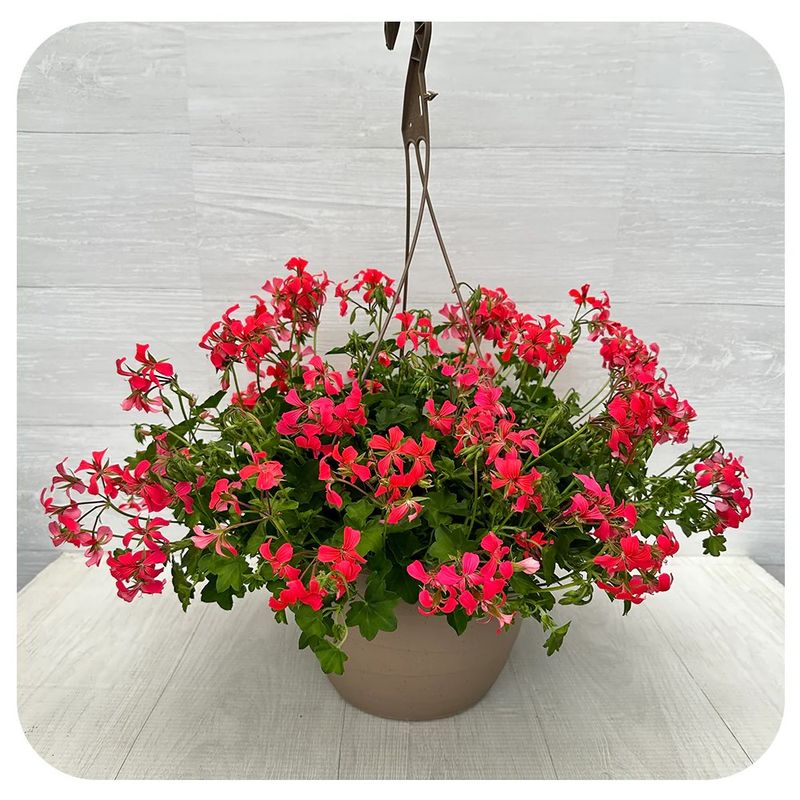 10&#39;&#39; Hanging Basket Ivy Geranium-Mini Casc