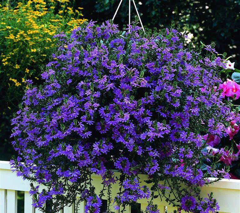 Scaevola