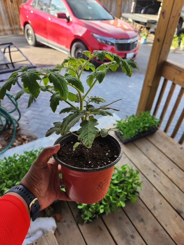 ​BeefSteak Tomato 6&#39;’ Pot