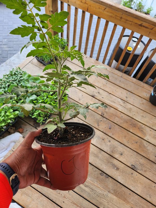 ​Cherry Tomatoes Tomatoes 6&#39;’ Pot