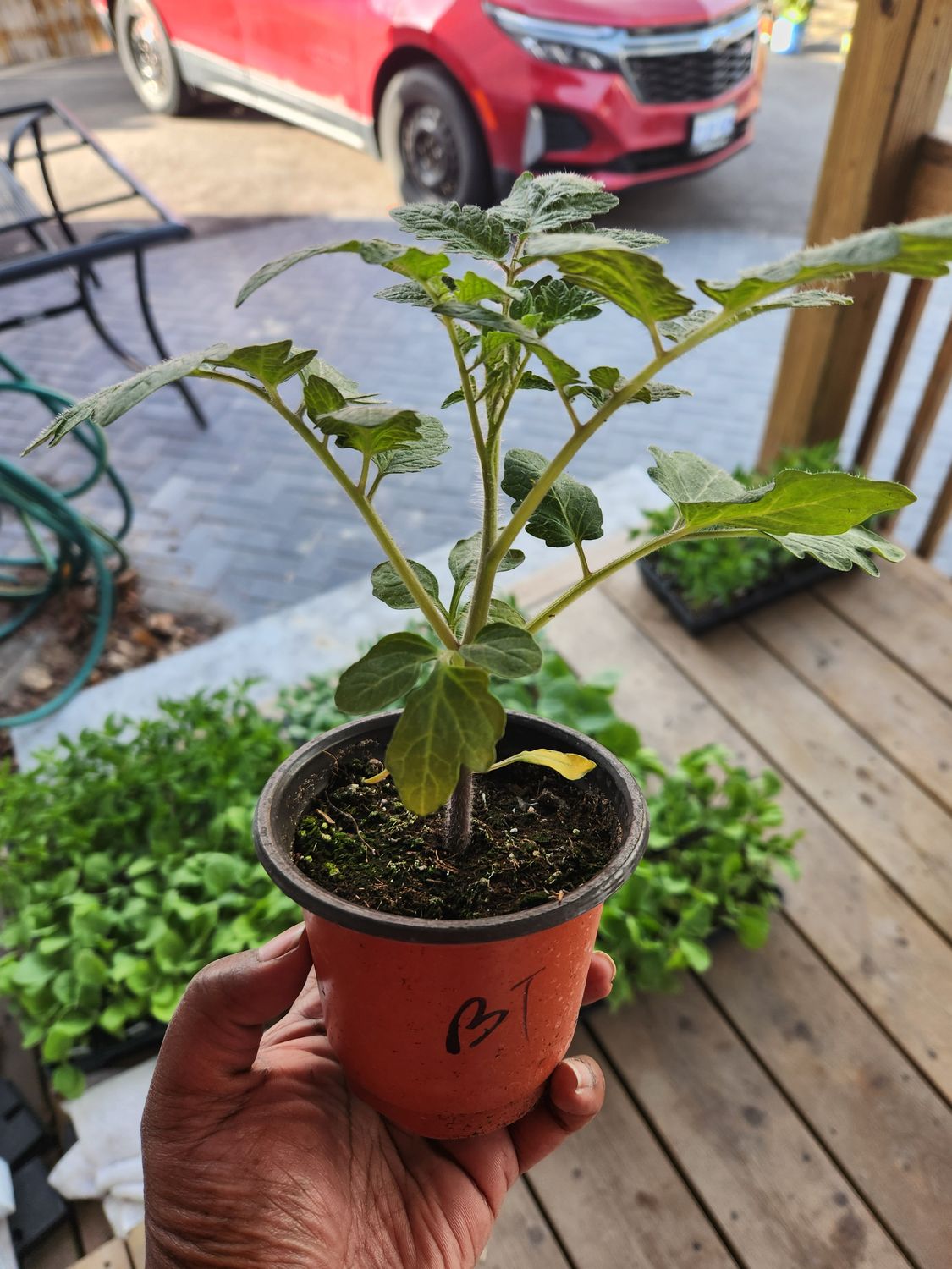 ​BeefSteak Tomato 4&#39;’ Pot