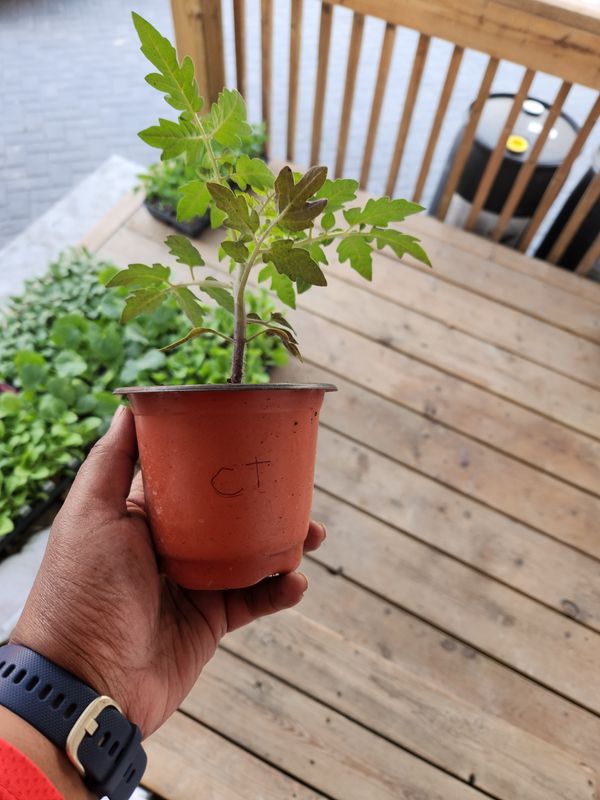 ​Cherry Tomatoes Tomatoes 4&#39;’ Pot