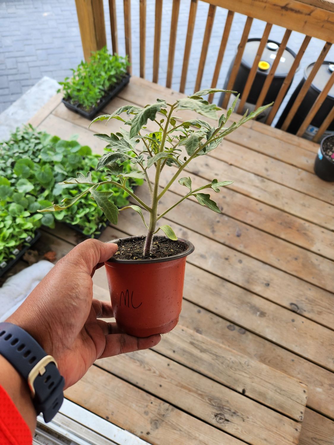 ​Mortgage Lifter Tomatoes 4&#39;’ Pot