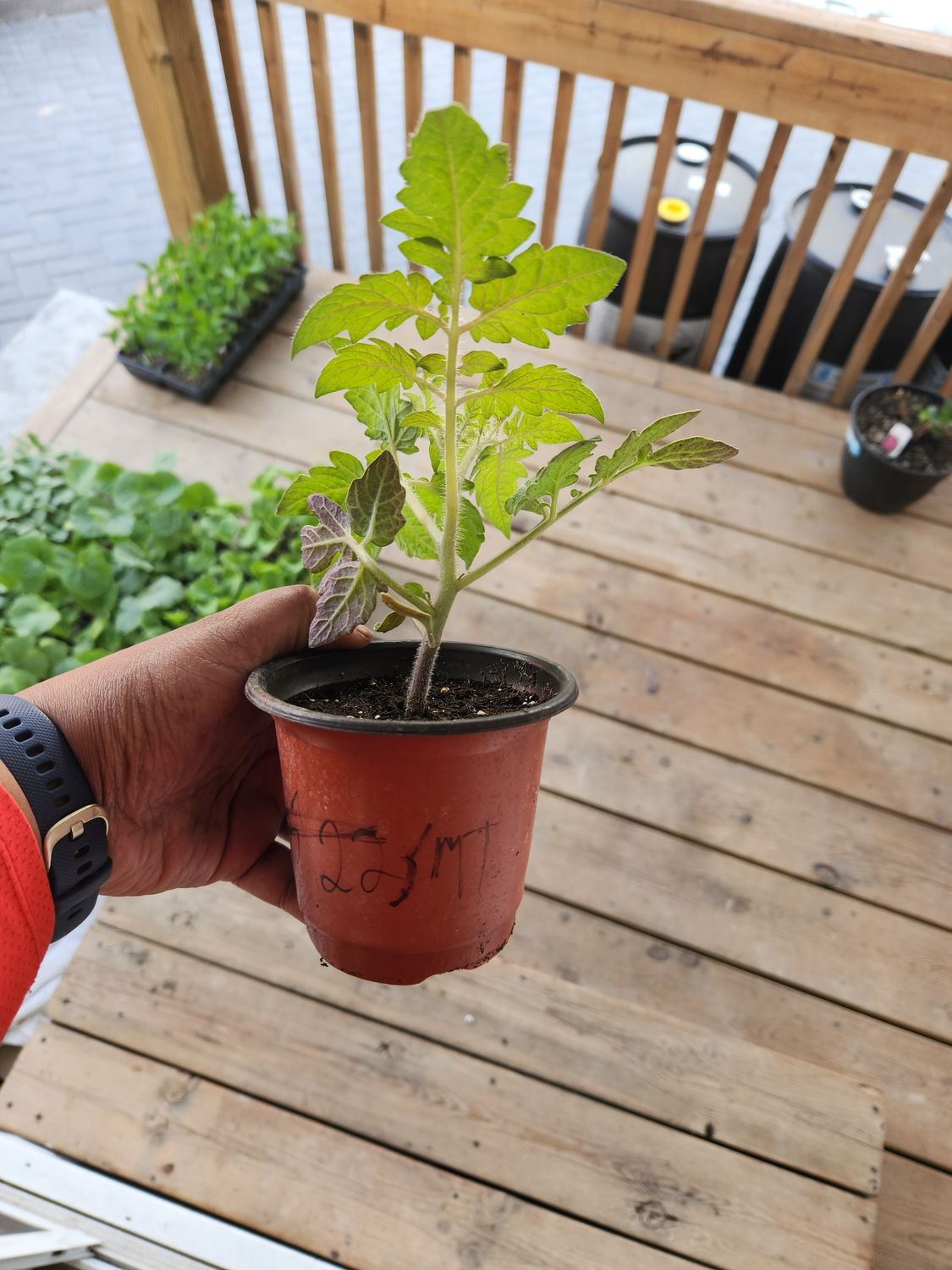​San Marzano Paste Tomato 4&#39;’ Pot