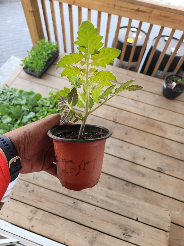 ​San Marzano Paste Tomato 4&#39;’ Pot