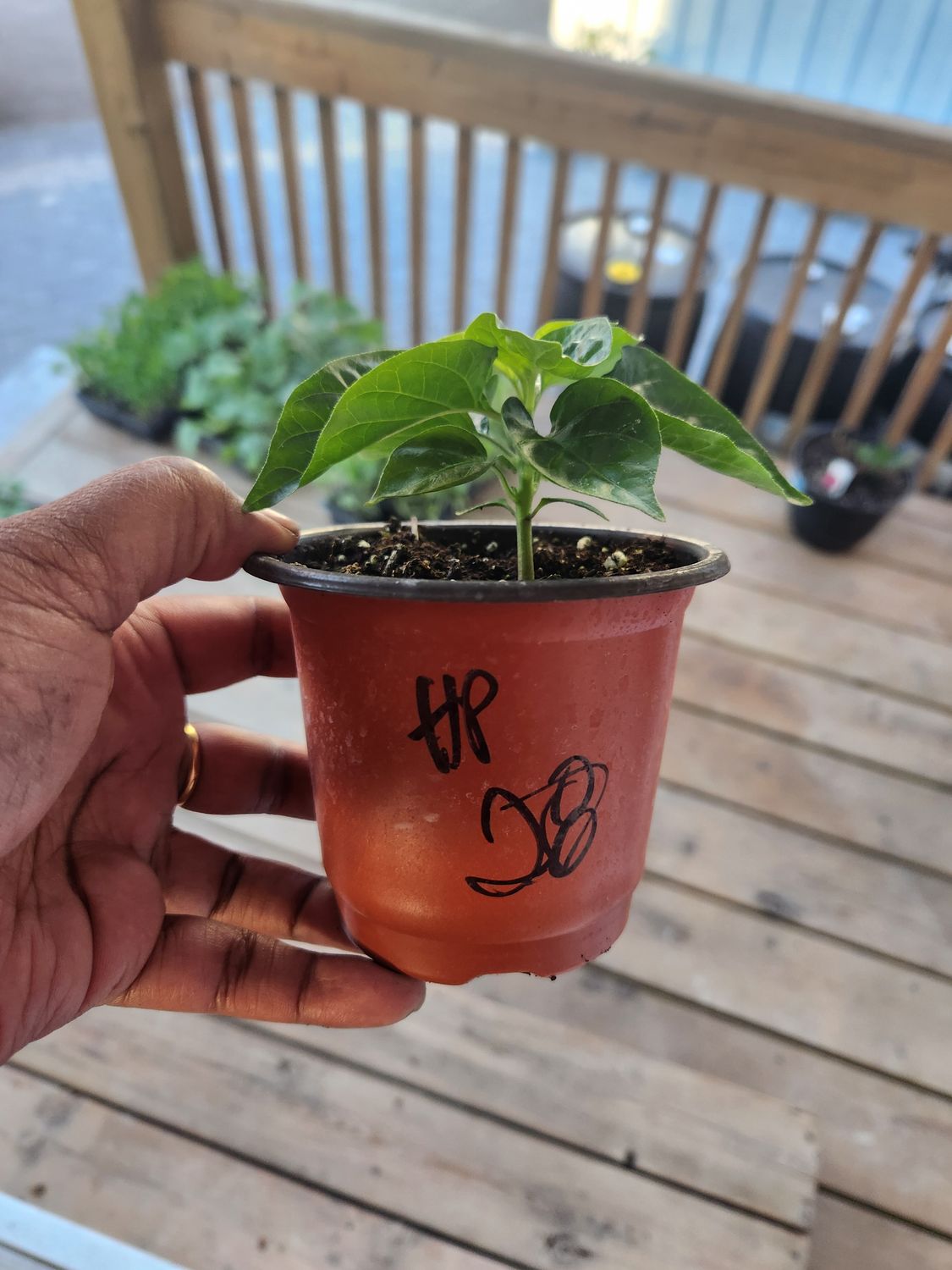 ​Red Habanero Hot Peppers 4&#39;’ Pot