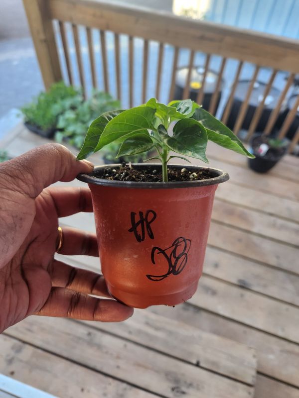 ​Red Habanero Hot Peppers 4&#39;’ Pot